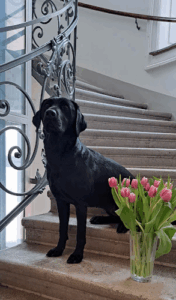 Der Firmenname ist Hundesalon Pfoten Spa