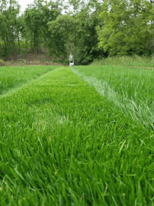 Gartenbetreuung K&A Rollrasenbau