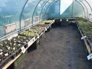 Gemüsegarten Fida