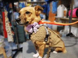 Hundesalon Laika