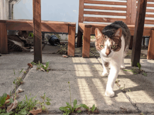 Katzensitting.at