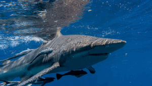 NiCe Dive & Trips GmbH