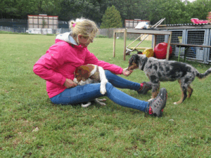 Wiener Hundeschule