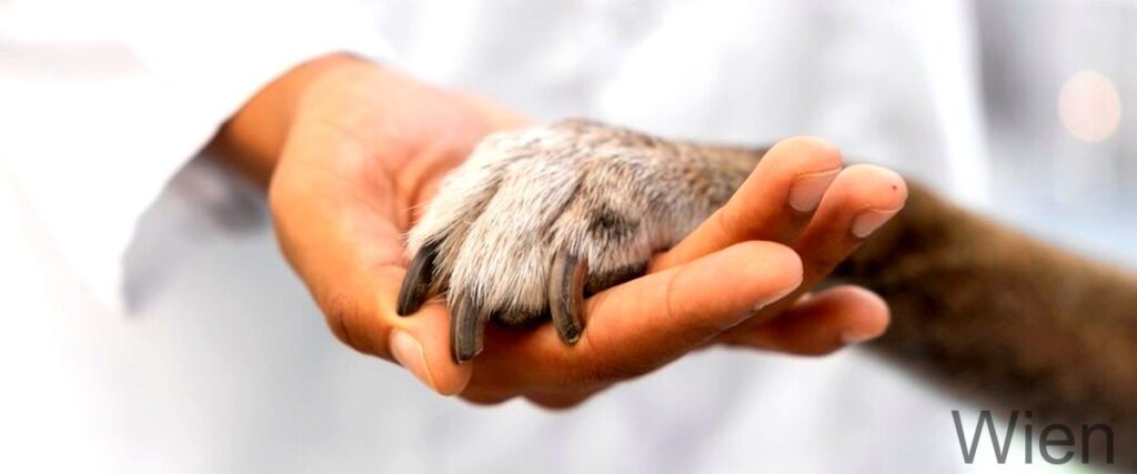 Die 7 besten Tierärzte in Wien